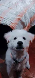 Loki