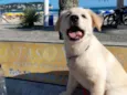 Loki