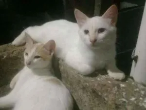 Gato raça Mistiço idade 2 a 6 meses nome Branquinha