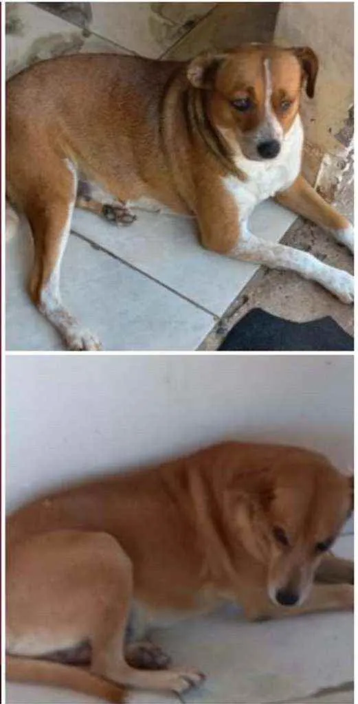 Cachorro ra a Vira latas  idade 4 anos nome Shake e a Rebeca 