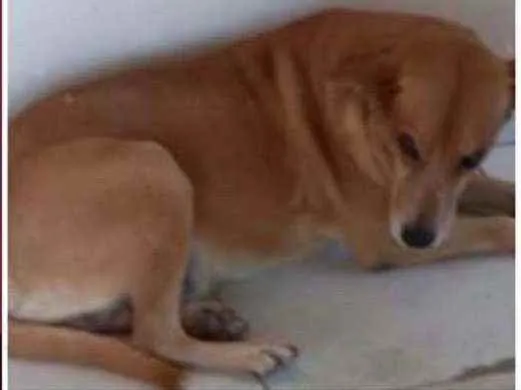 Cachorro ra a Vira latas  idade 4 anos nome Shake e a Rebeca 