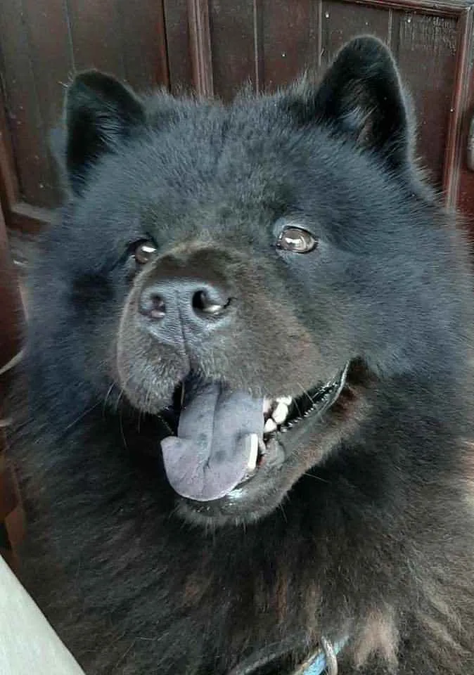 Cachorro ra a Chow Chow idade 5 anos nome Tander