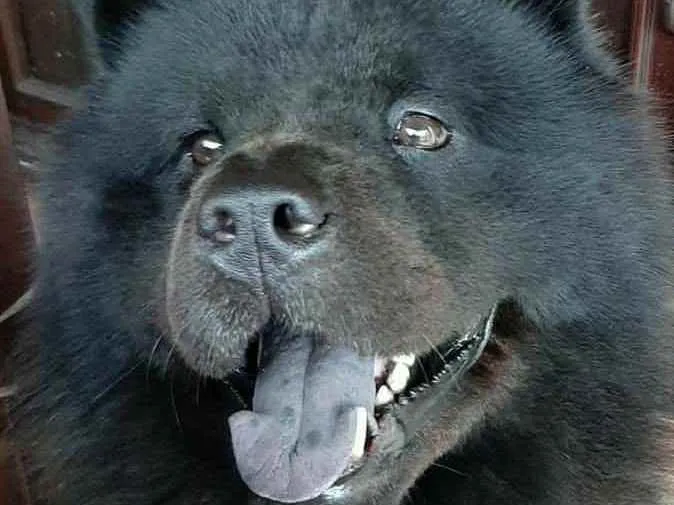 Cachorro ra a Chow Chow idade 5 anos nome Tander