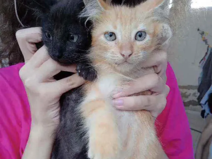 Gato raça Indefinida idade 2 a 6 meses nome Chanoka