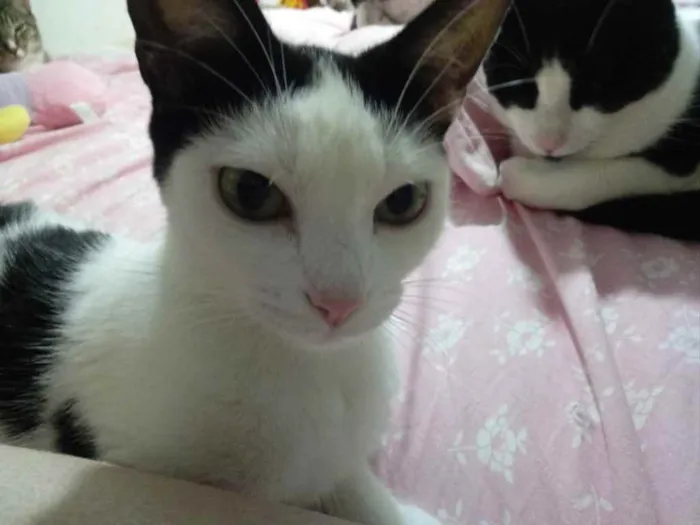 Gato raça Srd idade 1 ano nome Cherry Linda 