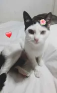 Gato raça Srd idade 1 ano nome Cherry Linda 