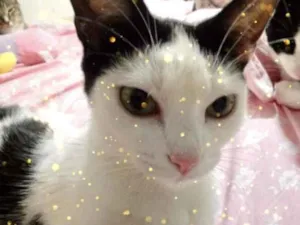 Gato raça Srd idade 1 ano nome Cherry Linda 