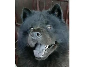 Cachorro raça Chow Chow idade 5 anos nome Tander