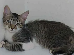 Gato raça Srd idade 2 a 6 meses nome Tom
