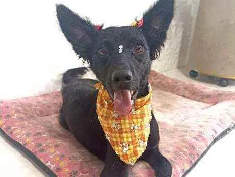 Cachorro ra a Srd idade 1 ano nome Lobinha