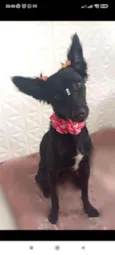 Lobinha