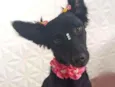 Lobinha
