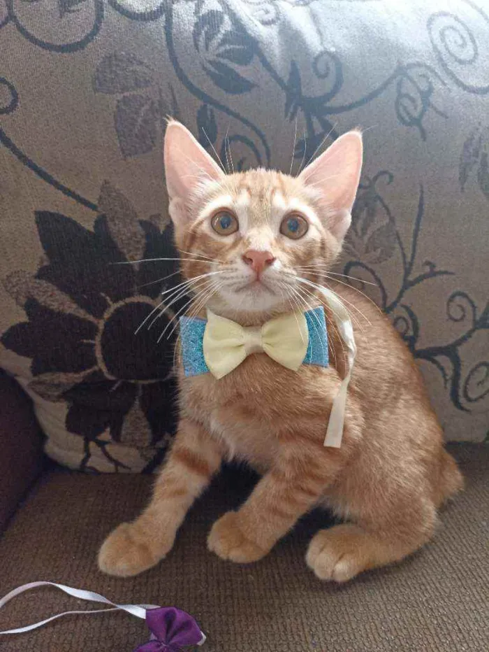 Gato ra a Srd idade 2 a 6 meses nome Steve