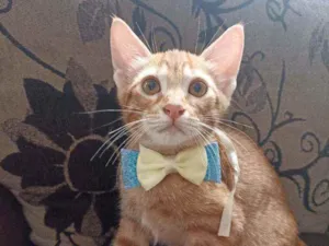Gato raça Srd idade 2 a 6 meses nome Steve