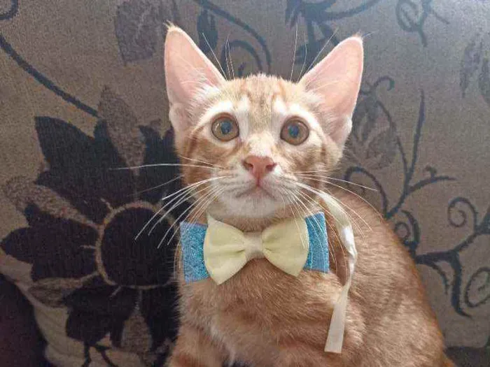 Gato ra a Srd idade 2 a 6 meses nome Steve
