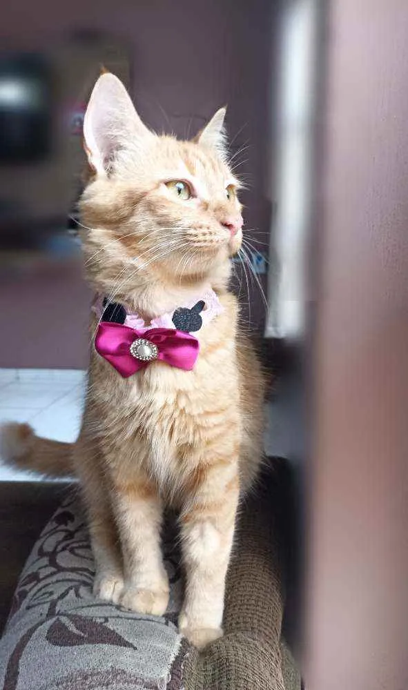 Gato ra a Srd idade 7 a 11 meses nome Paçoca