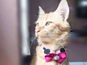 Gato raça Srd idade 7 a 11 meses nome Paçoca