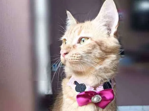 Gato ra a Srd idade 7 a 11 meses nome Paçoca