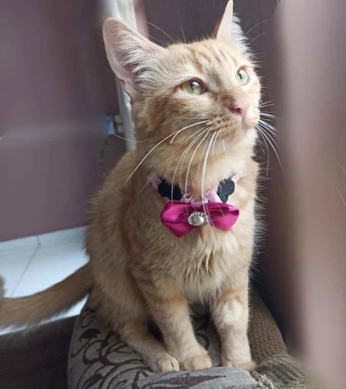 Gato ra a Srd idade 7 a 11 meses nome Paçoca