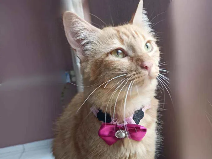 Gato ra a Srd idade 7 a 11 meses nome Paçoca