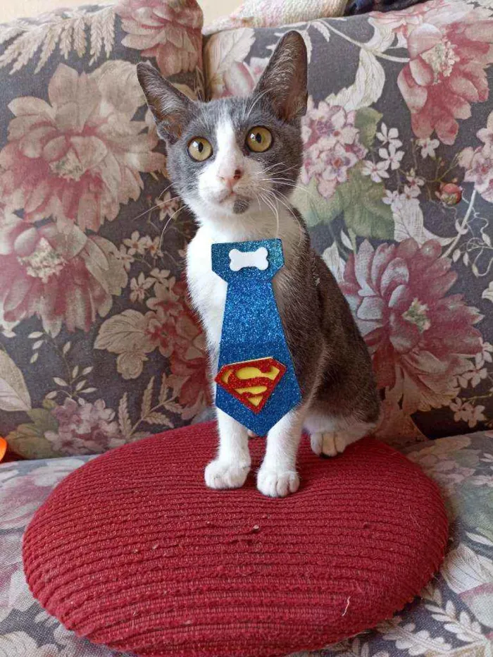 Gato ra a Srd idade 2 a 6 meses nome Frajola cinza 