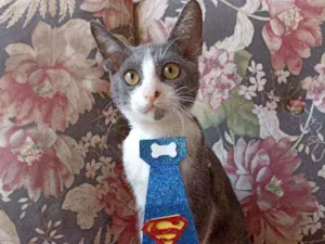 Gato raça Srd idade 2 a 6 meses nome Frajola cinza 