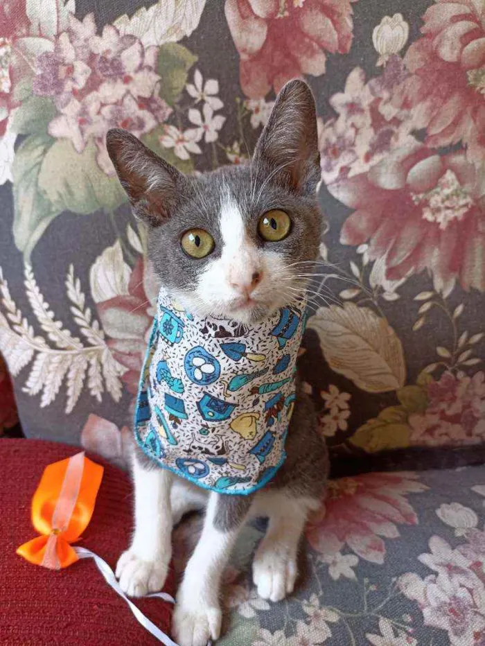 Gato ra a Srd idade 2 a 6 meses nome Frajola cinza 