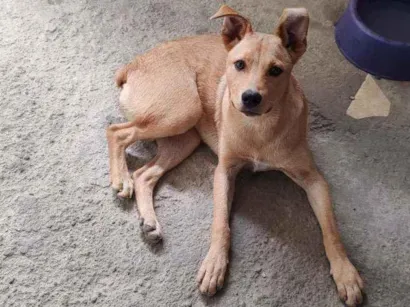 Cachorro raça  idade 2 a 6 meses nome Não tem 