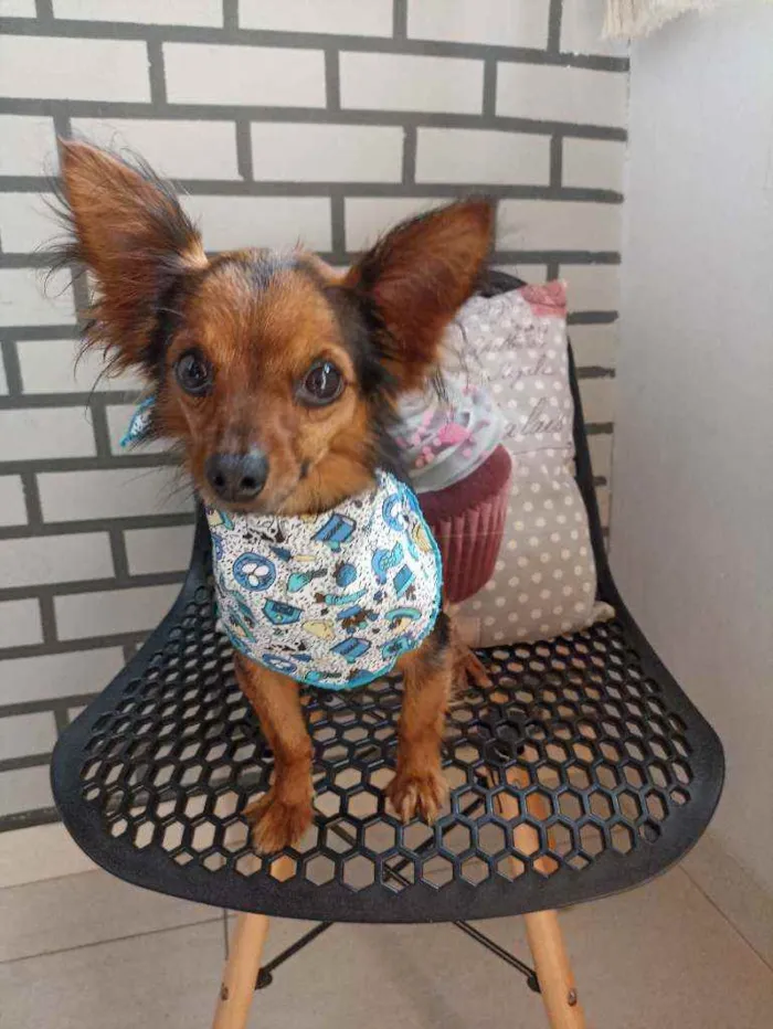 Cachorro ra a Srd idade 3 anos nome Edi