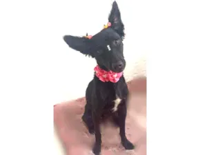 Cachorro raça Srd idade 1 ano nome Lobinha