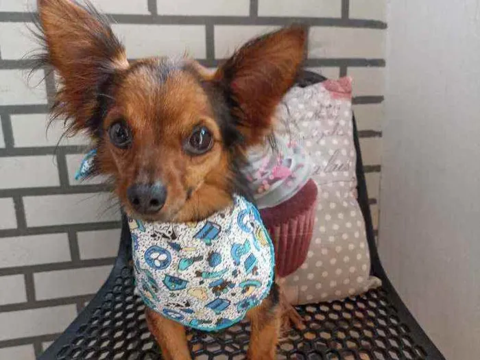 Cachorro ra a Srd idade 3 anos nome Edi