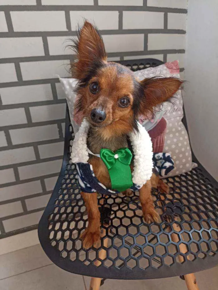 Cachorro ra a Srd idade 3 anos nome Edi