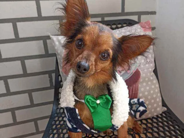 Cachorro ra a Srd idade 3 anos nome Edi