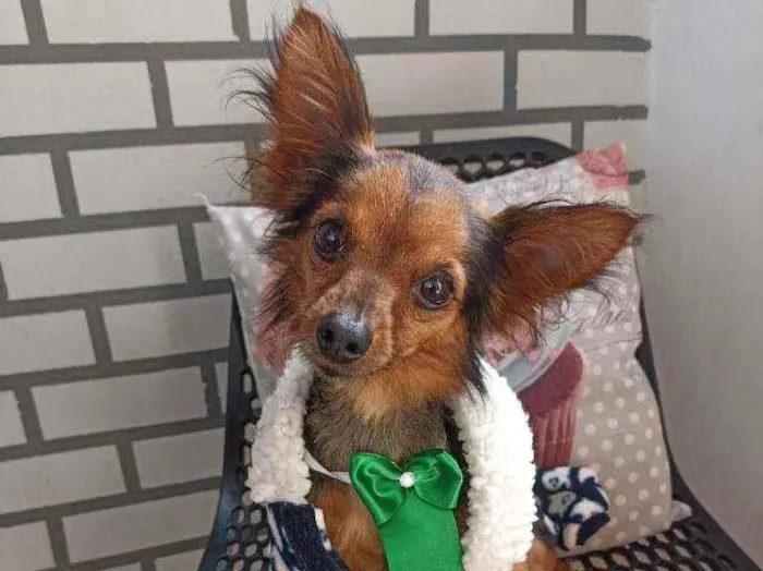 Cachorro ra a Srd idade 3 anos nome Edi