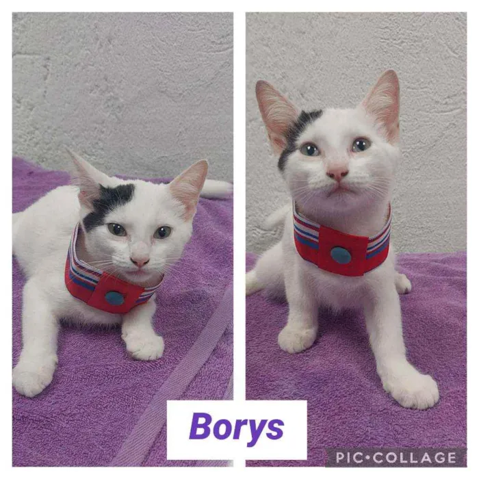 Gato raça SRD idade 2 a 6 meses nome BORYS