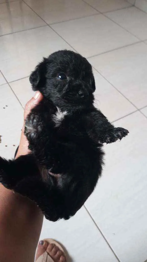 Cachorro raça SRD  idade Abaixo de 2 meses nome Lindos bbs