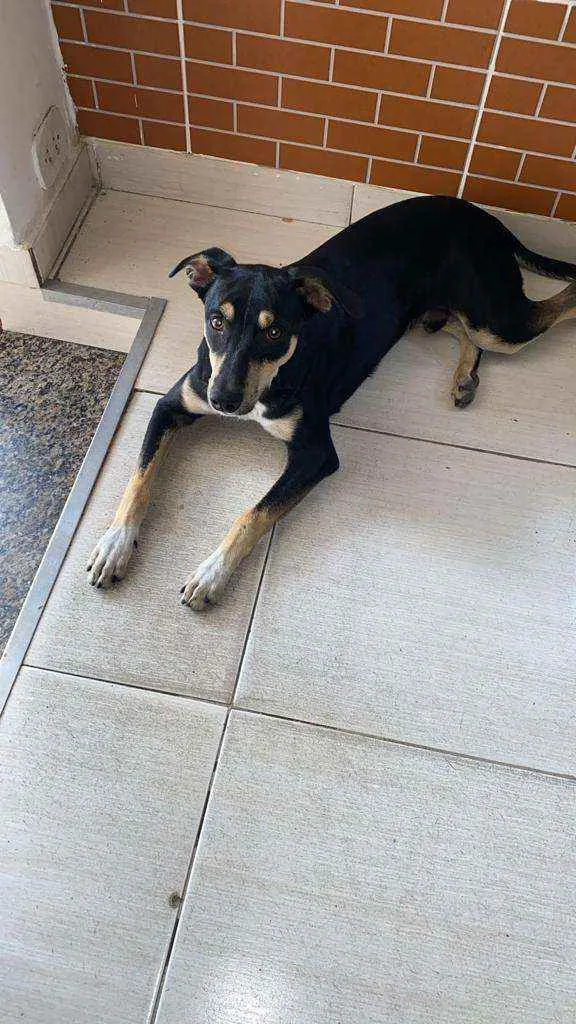 Cachorro ra a SRD idade 7 a 11 meses nome Alírio