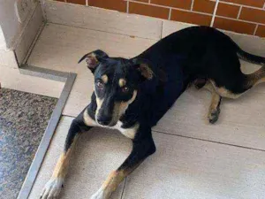 Cachorro raça SRD idade 7 a 11 meses nome Alírio