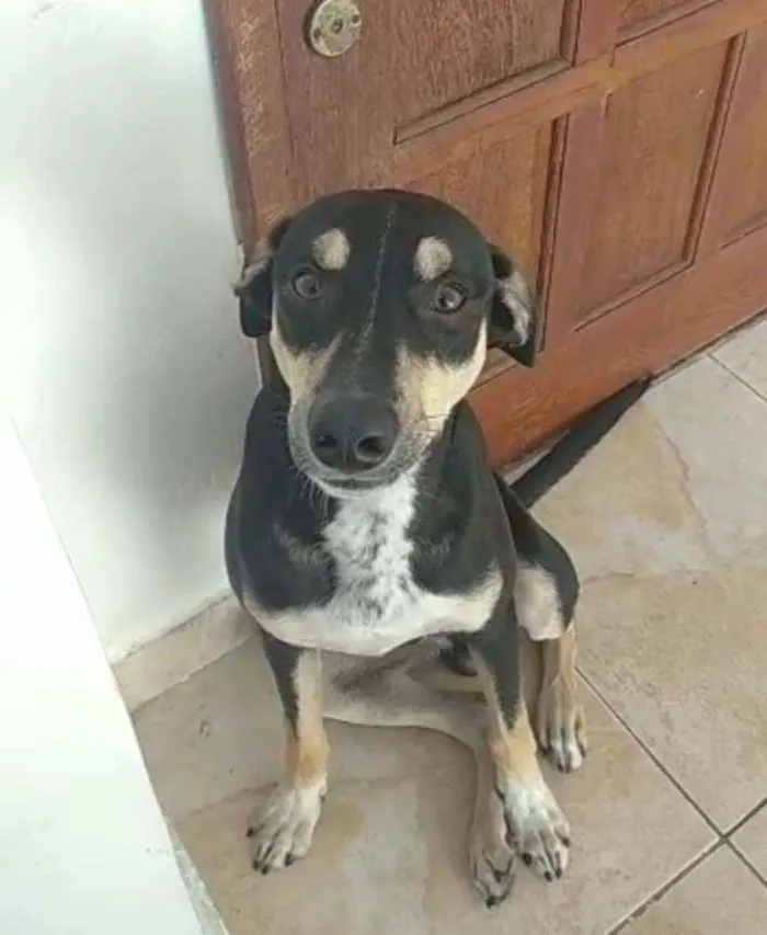 Cachorro ra a SRD idade 7 a 11 meses nome Alírio