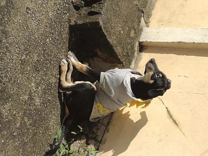 Cachorro ra a SRD idade 7 a 11 meses nome Alírio