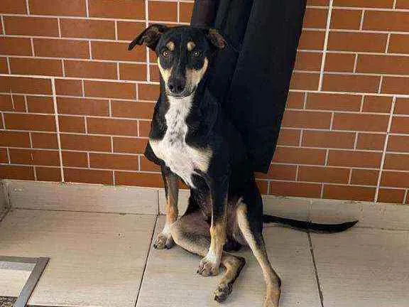 Cachorro ra a SRD idade 7 a 11 meses nome Alírio