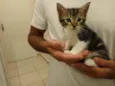 Gato raça Srd idade Abaixo de 2 meses nome Sem nome