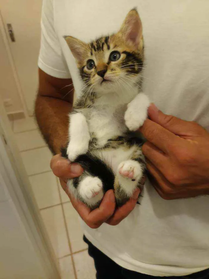 Gato raça Srd idade Abaixo de 2 meses nome Sem nome