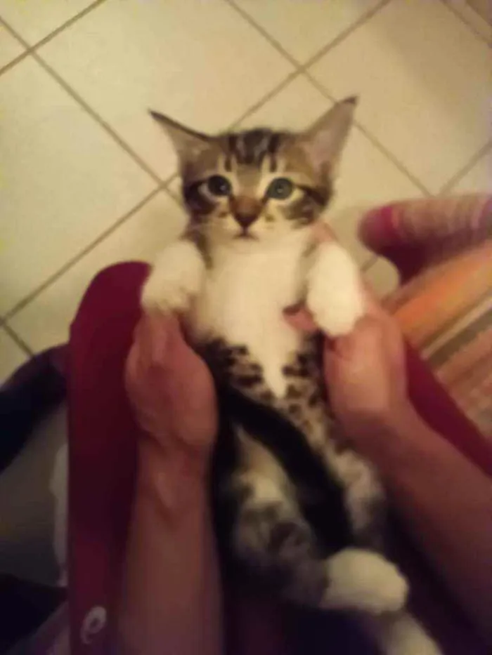 Gato raça Srd idade Abaixo de 2 meses nome Sem nome