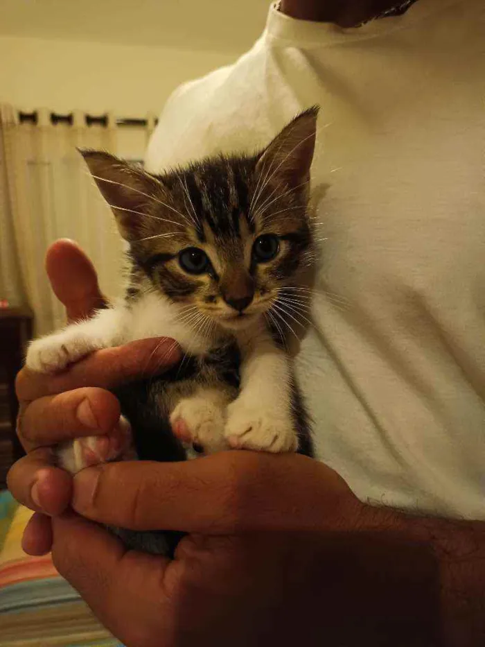 Gato raça Srd idade Abaixo de 2 meses nome Sem nome