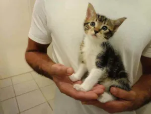 Gato raça Srd idade Abaixo de 2 meses nome Sem nome