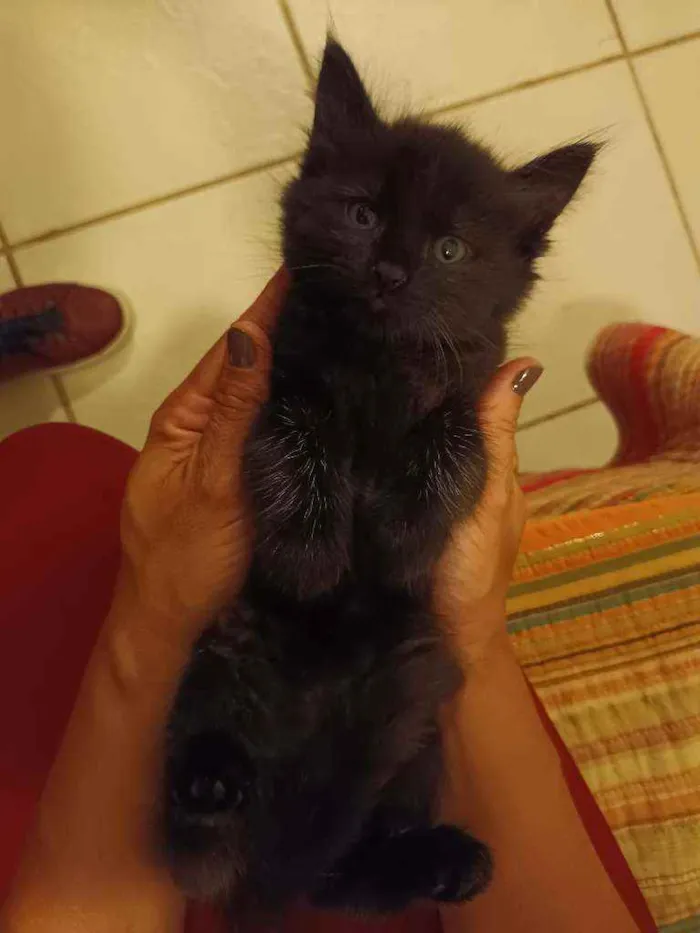 Gato raça Srd idade Abaixo de 2 meses nome Sem nome