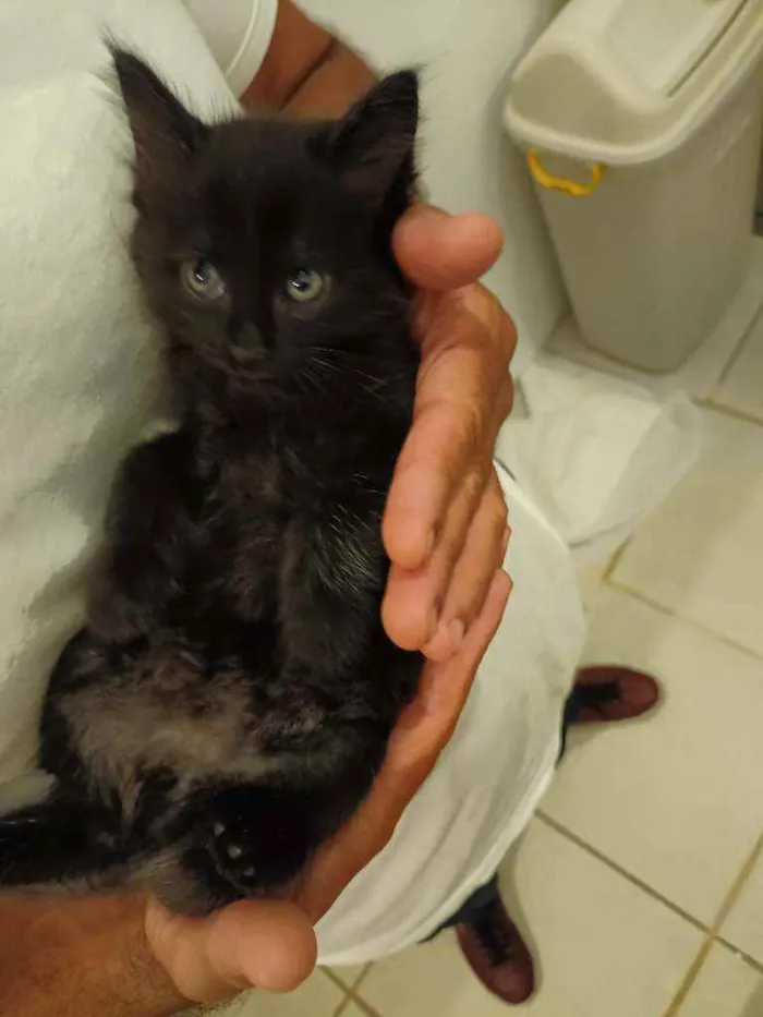 Gato raça Srd idade Abaixo de 2 meses nome Sem nome