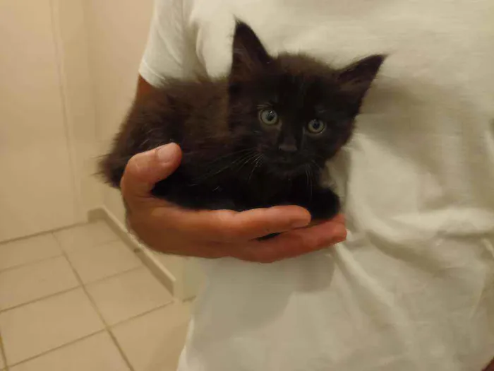 Gato raça Srd idade Abaixo de 2 meses nome Sem nome