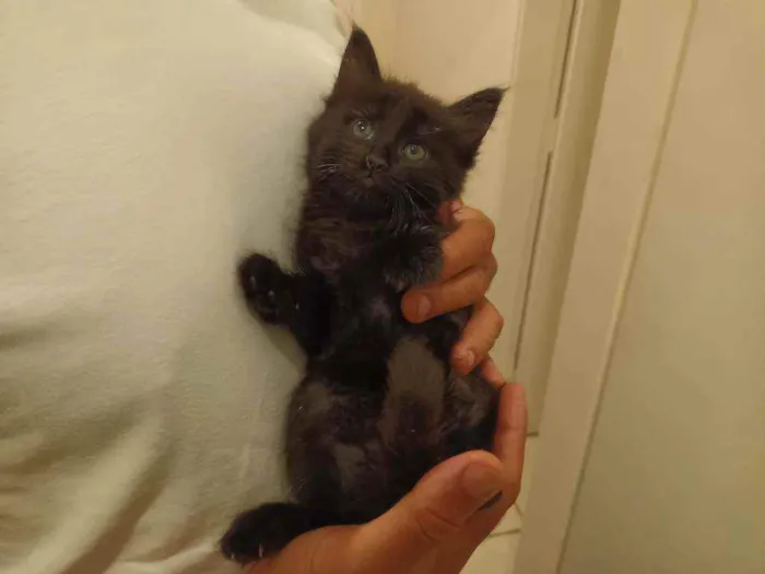 Gato raça Srd idade Abaixo de 2 meses nome Sem nome